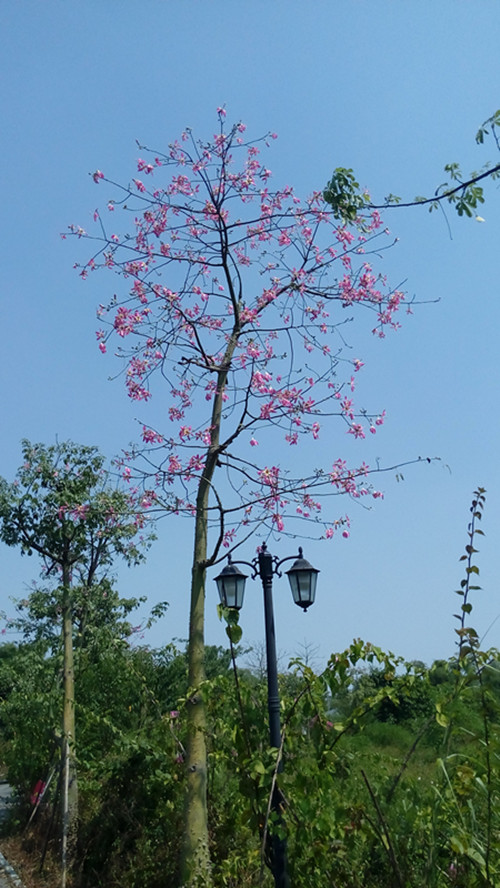 IMG_20161005_131141_副本.jpg