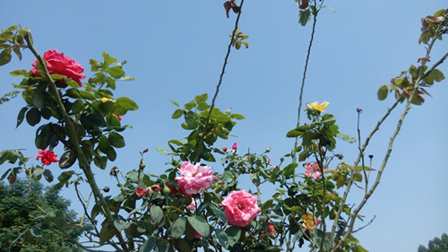 IMG_20161005_135111_副本.jpg