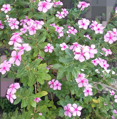 IMG_20161012_103923_副本.jpg