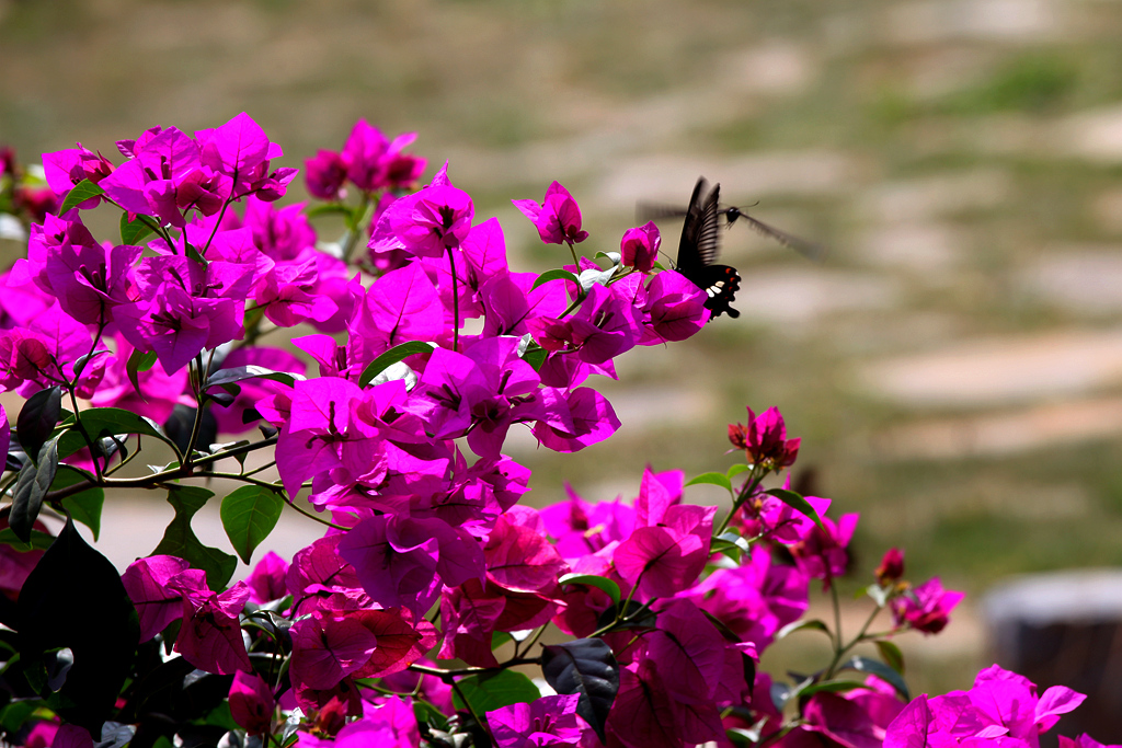 IMG_2790_副本.jpg