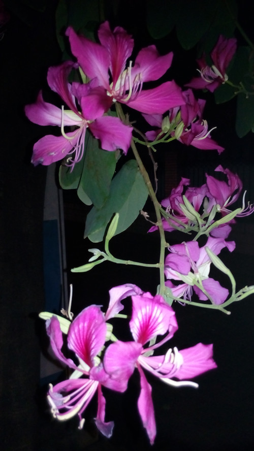 IMG_20161128_204504_副本.jpg