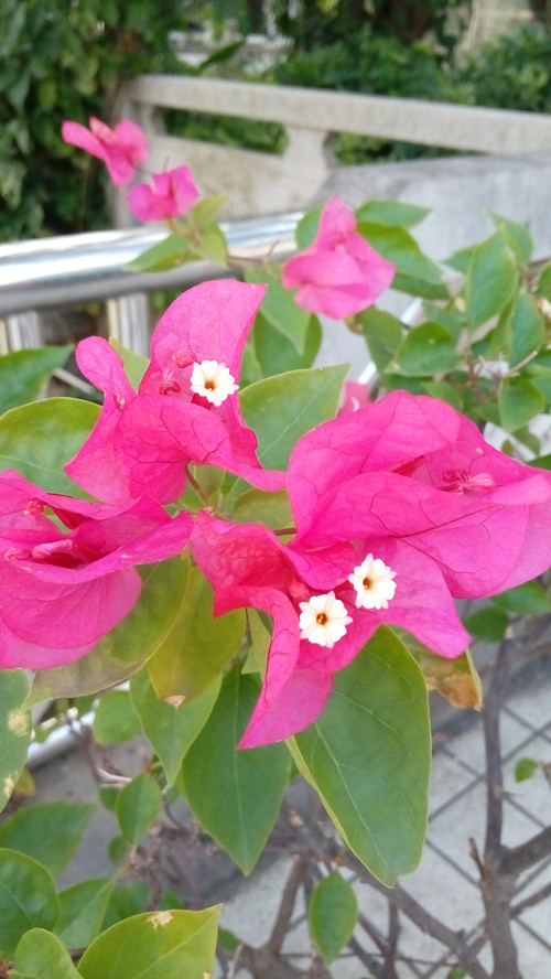 IMG_20161203_101245_副本.jpg