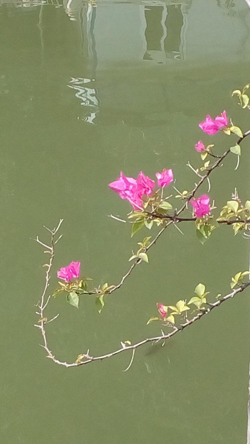 IMG_20161203_123752_副本.jpg