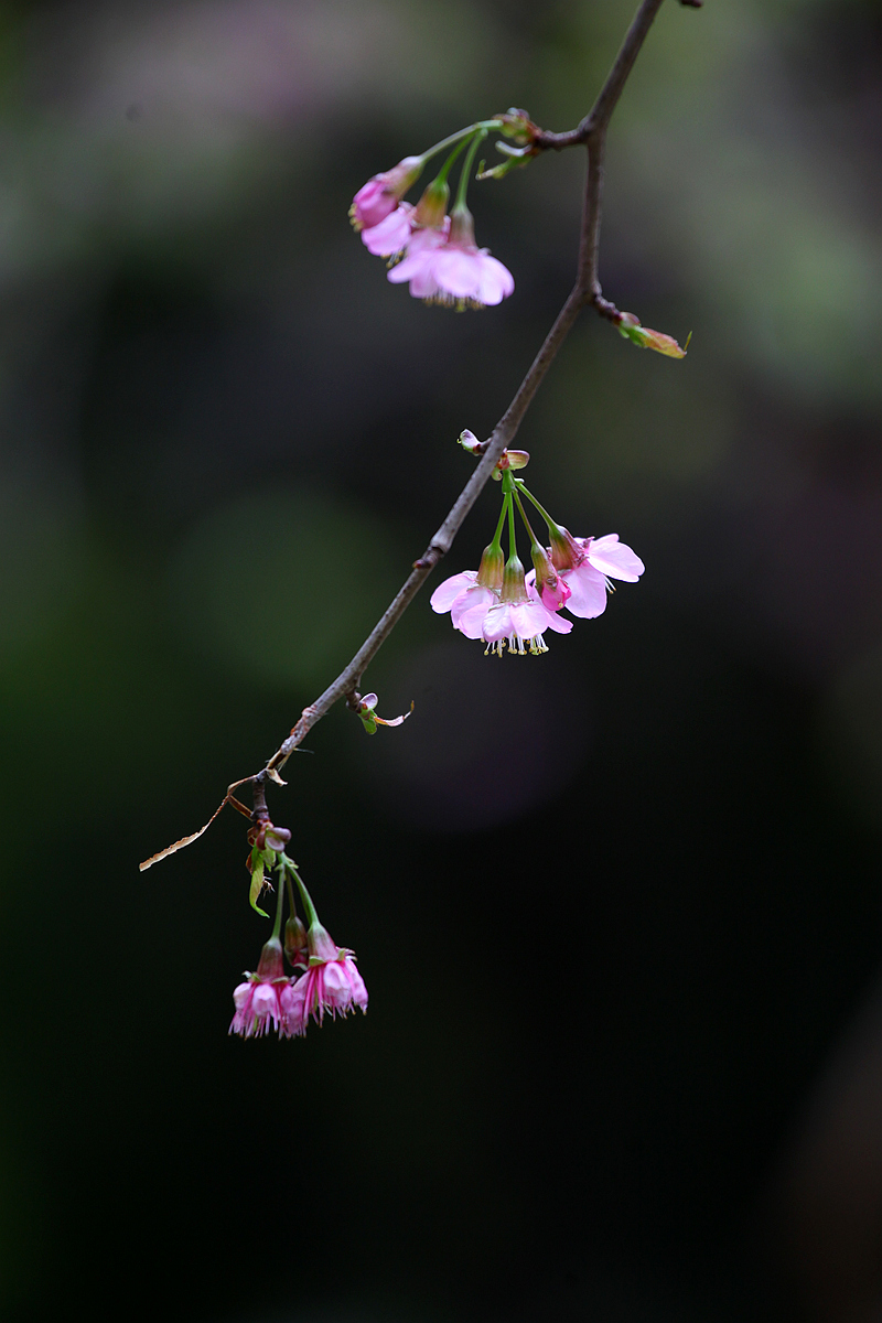 IMG_5534_副本.jpg