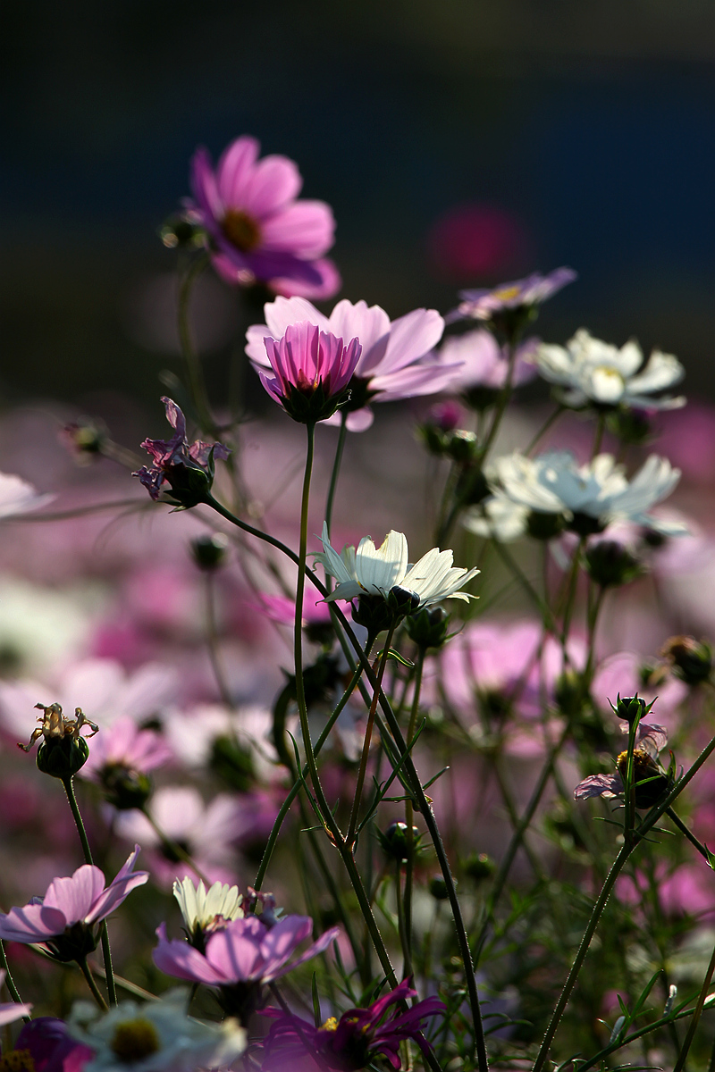 IMG_5782_副本.jpg