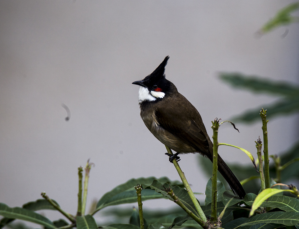 IMG_6361副本.jpg