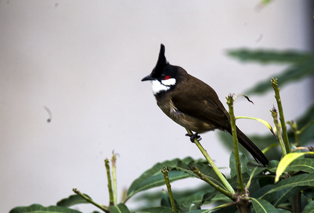 IMG_6372副本.jpg