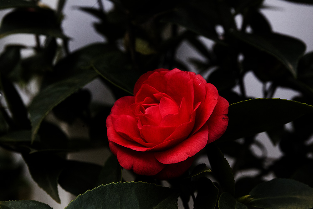 IMG_6961副本.jpg