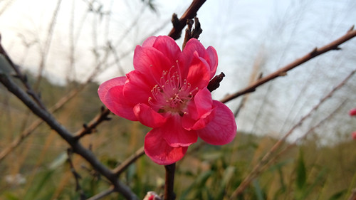 IMG_20170211_174958_副本.jpg