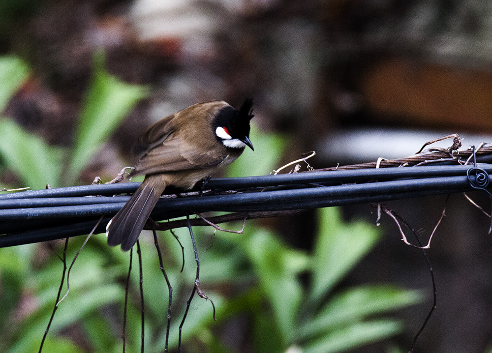 IMG_7064副本.jpg