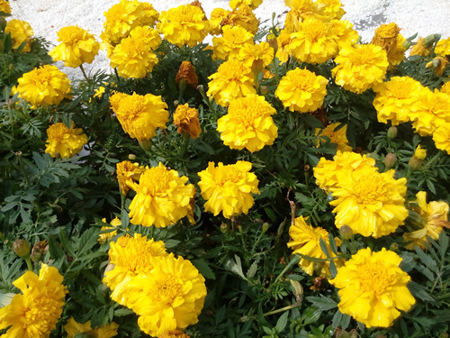 IMG_20170220_115153_副本.jpg