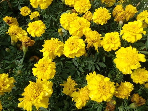 IMG_20170220_115200_副本.jpg