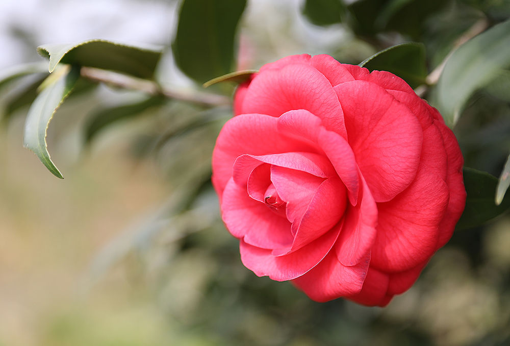 红茶花.jpg