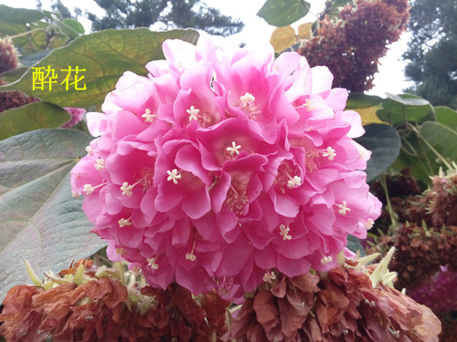 IMG_20170226_165201_副本.jpg