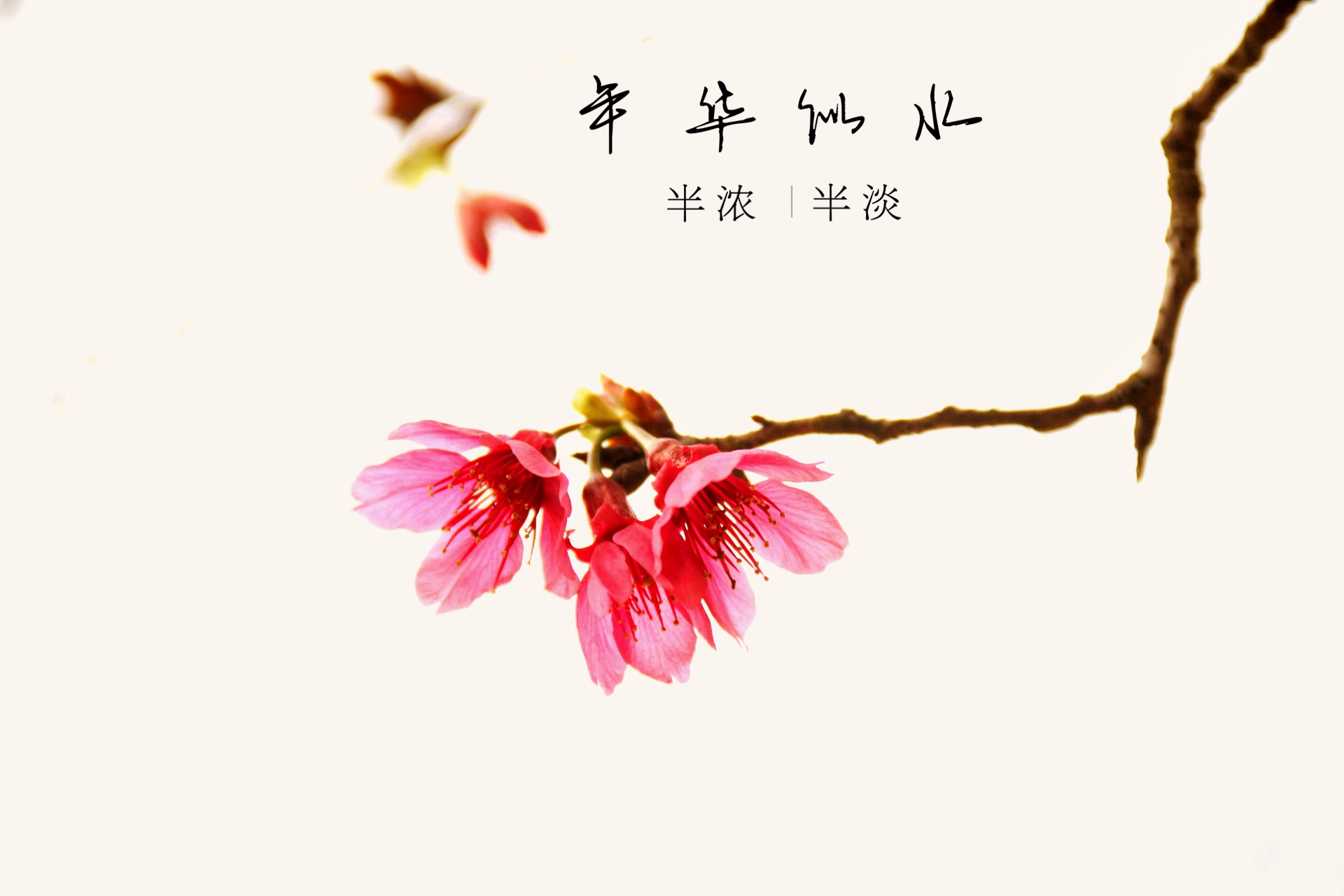 樱花记