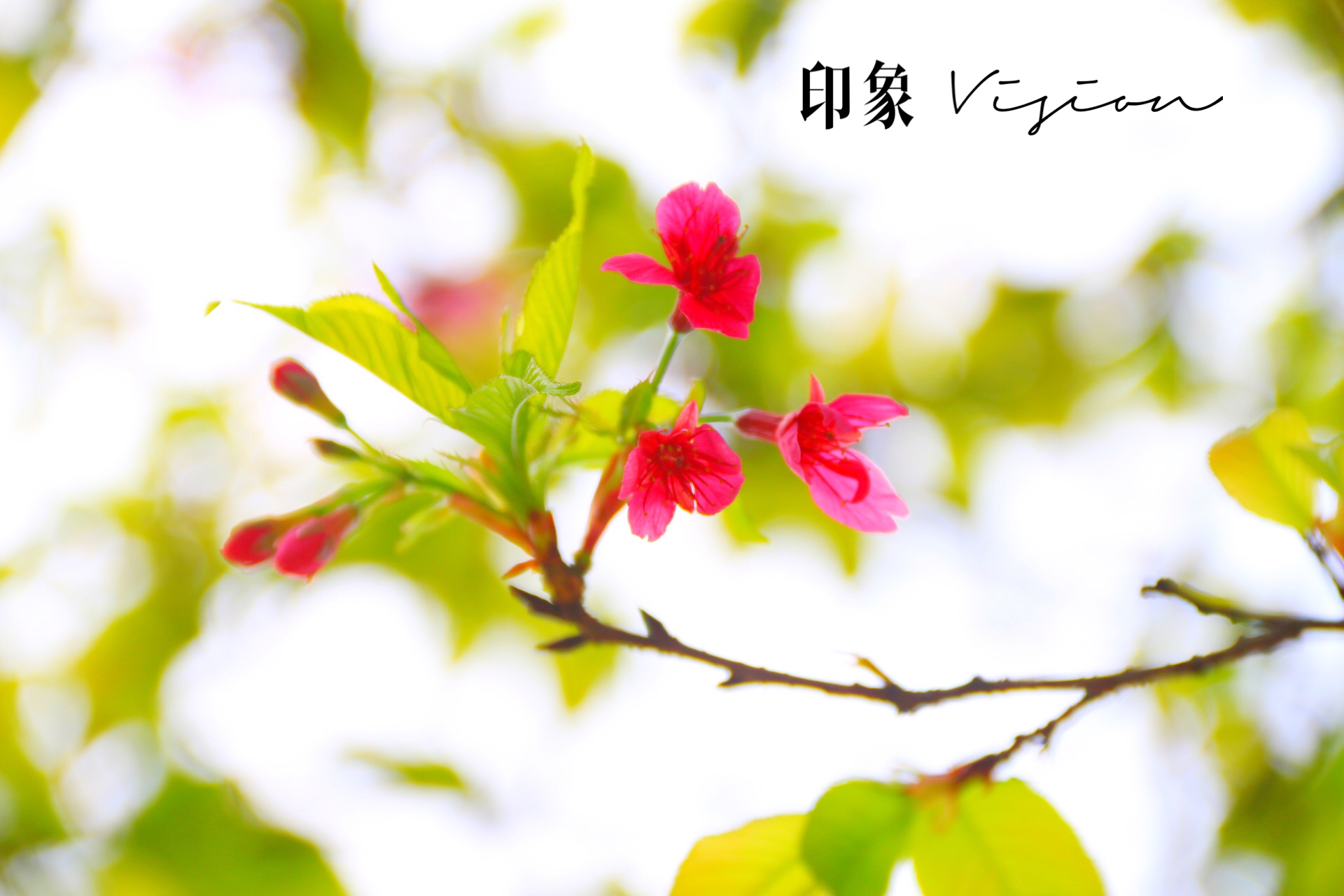 樱花记