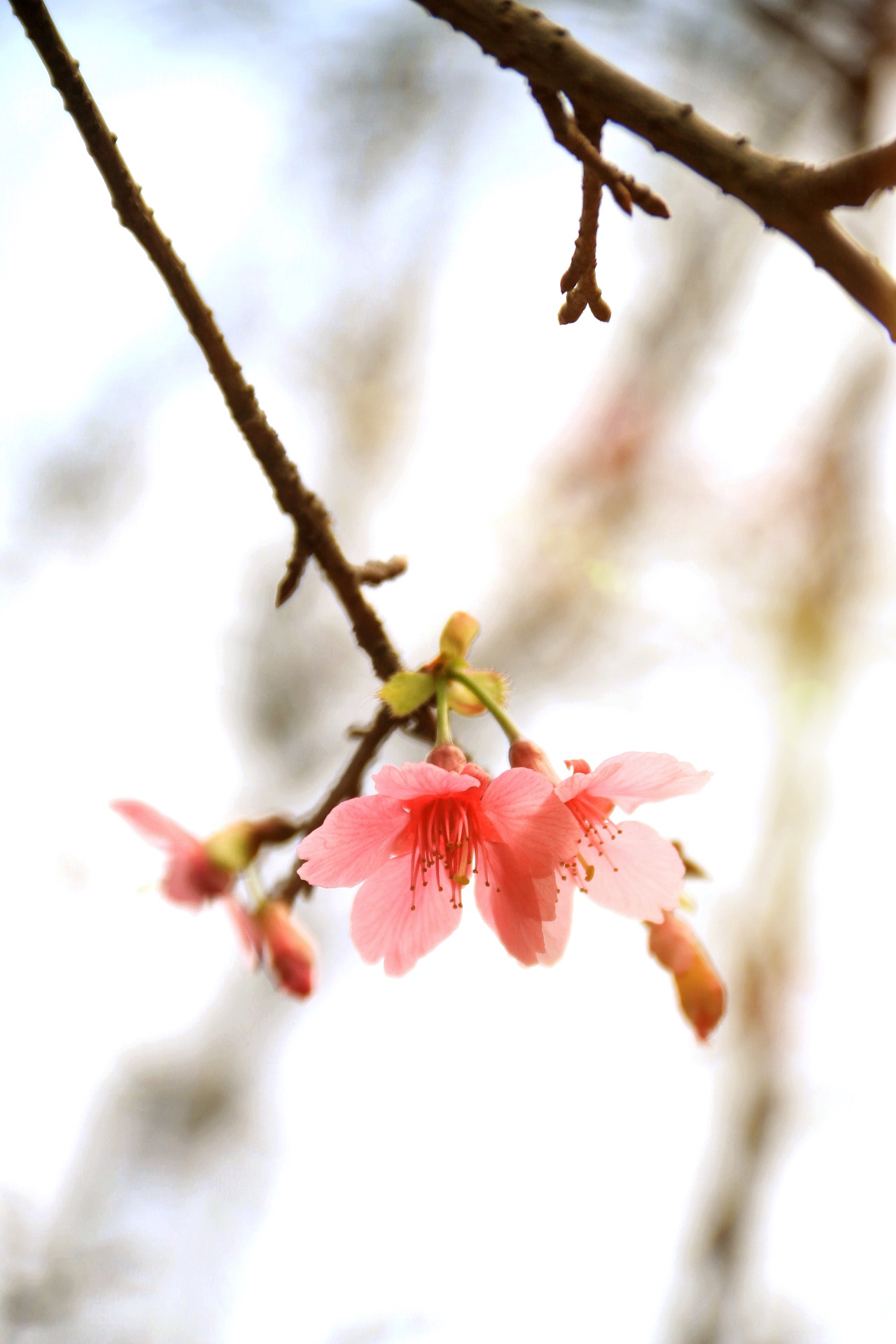 樱花记
