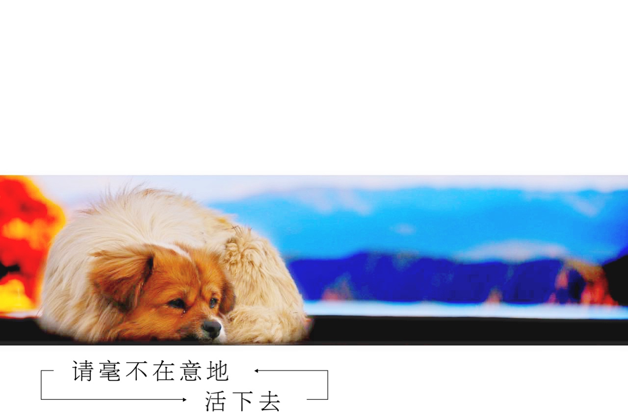 孤独的小狗