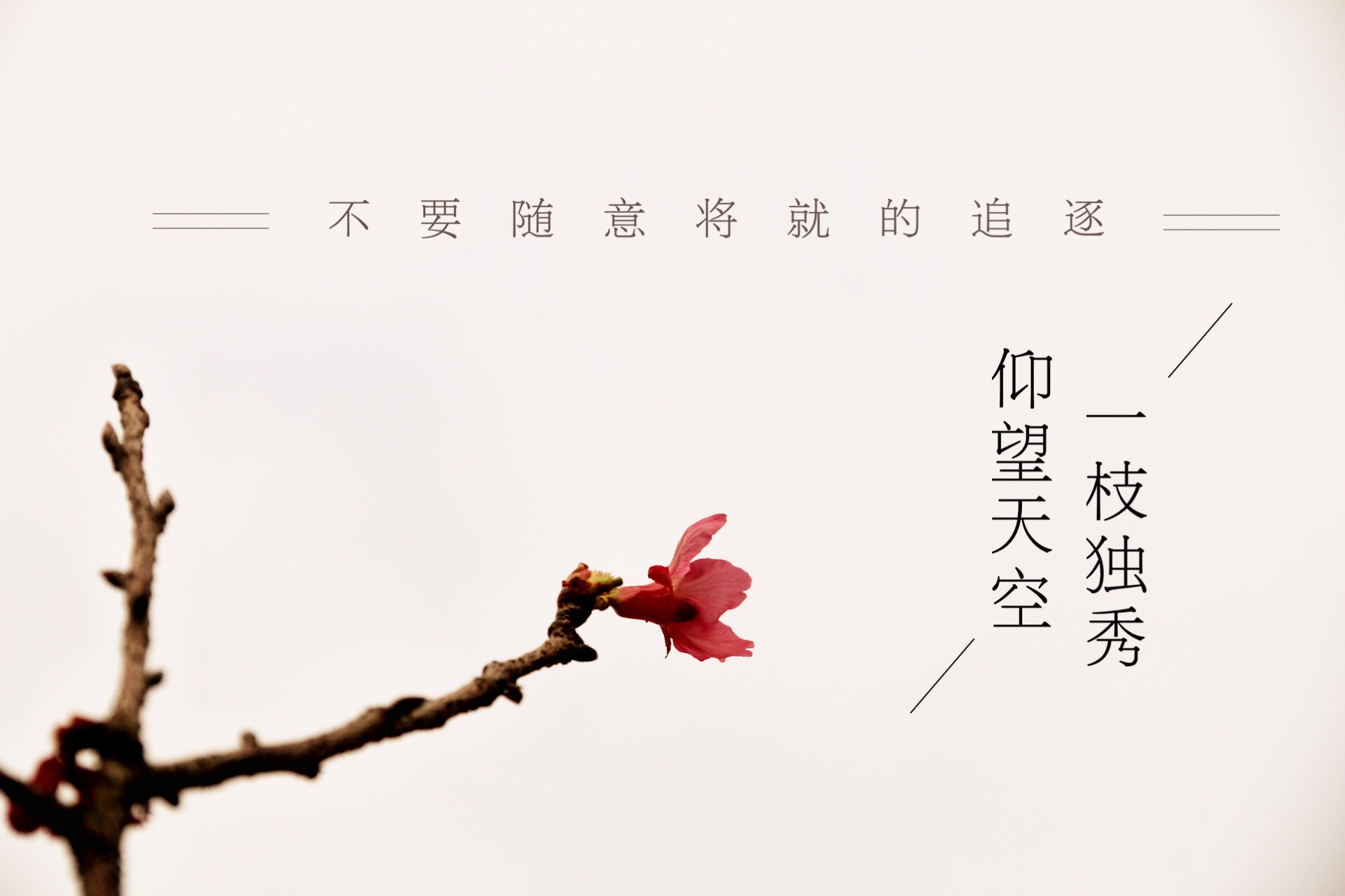 樱花记