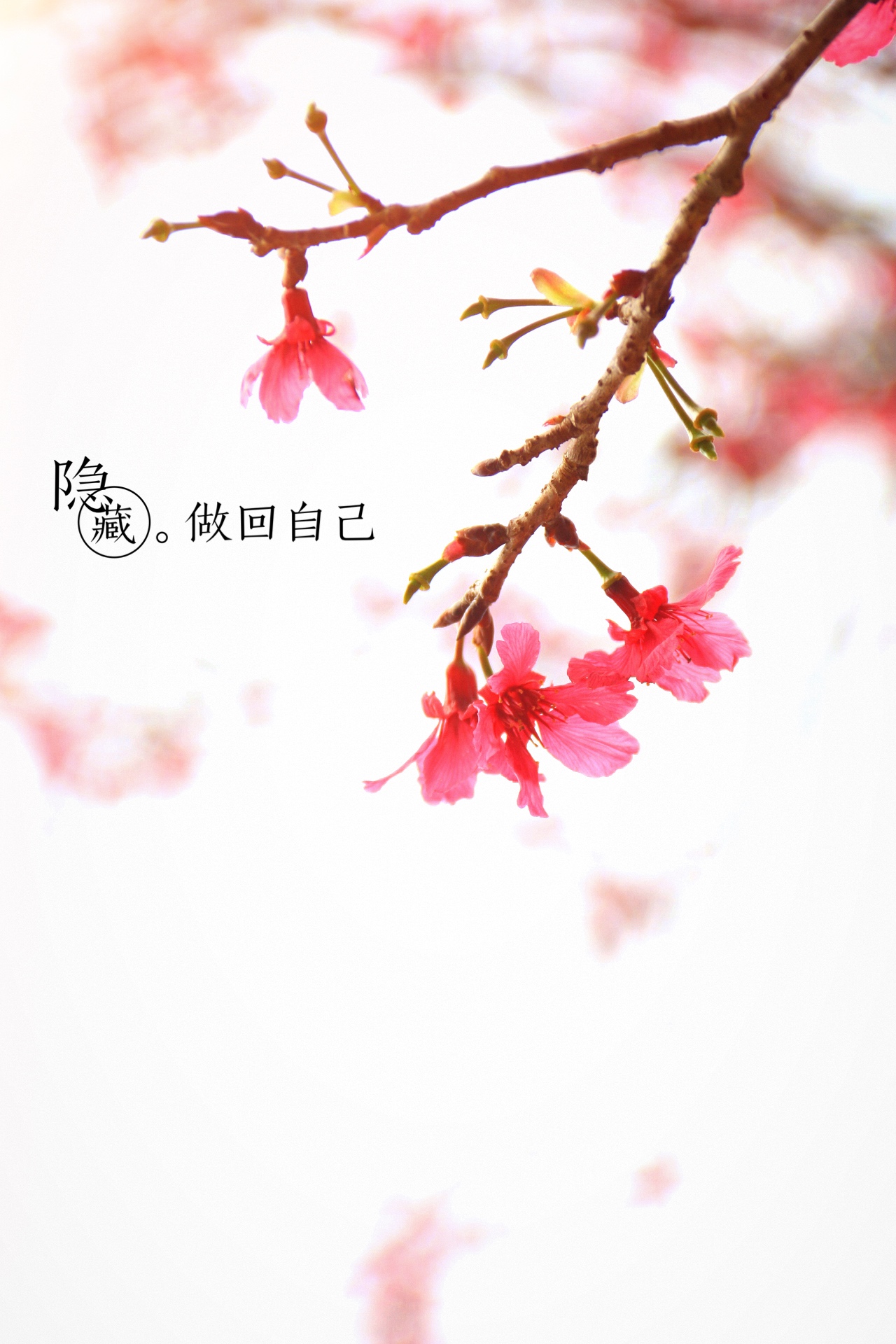 樱花记