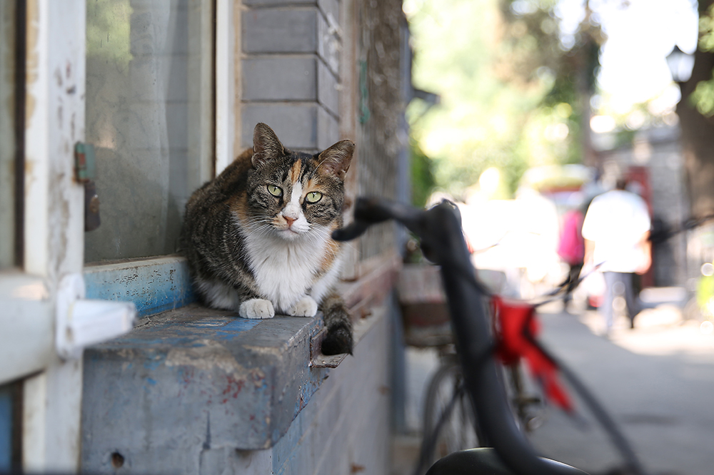 猫咪 (1).jpg