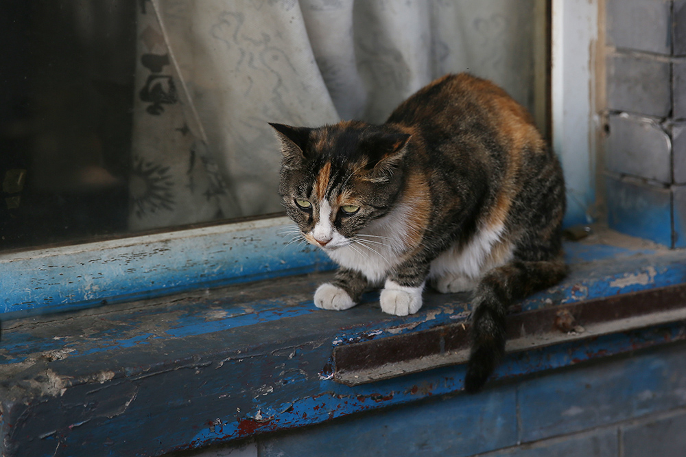 猫咪 (2).jpg