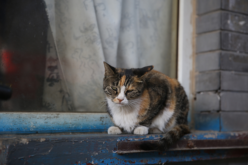 猫咪 (4).jpg
