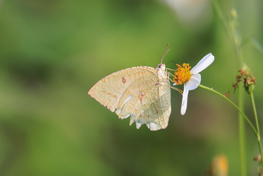 蝶恋花 (1).jpg