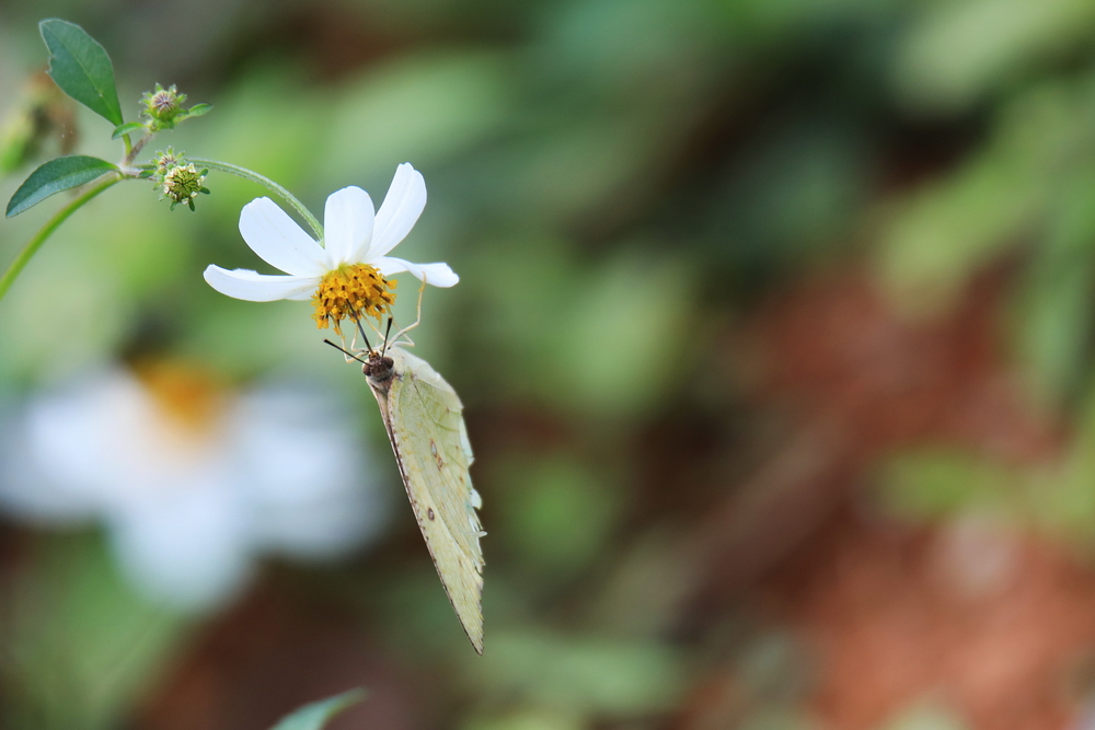蝶恋花 (3).jpg