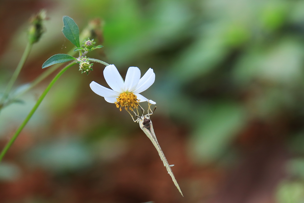 蝶恋花 (5).jpg