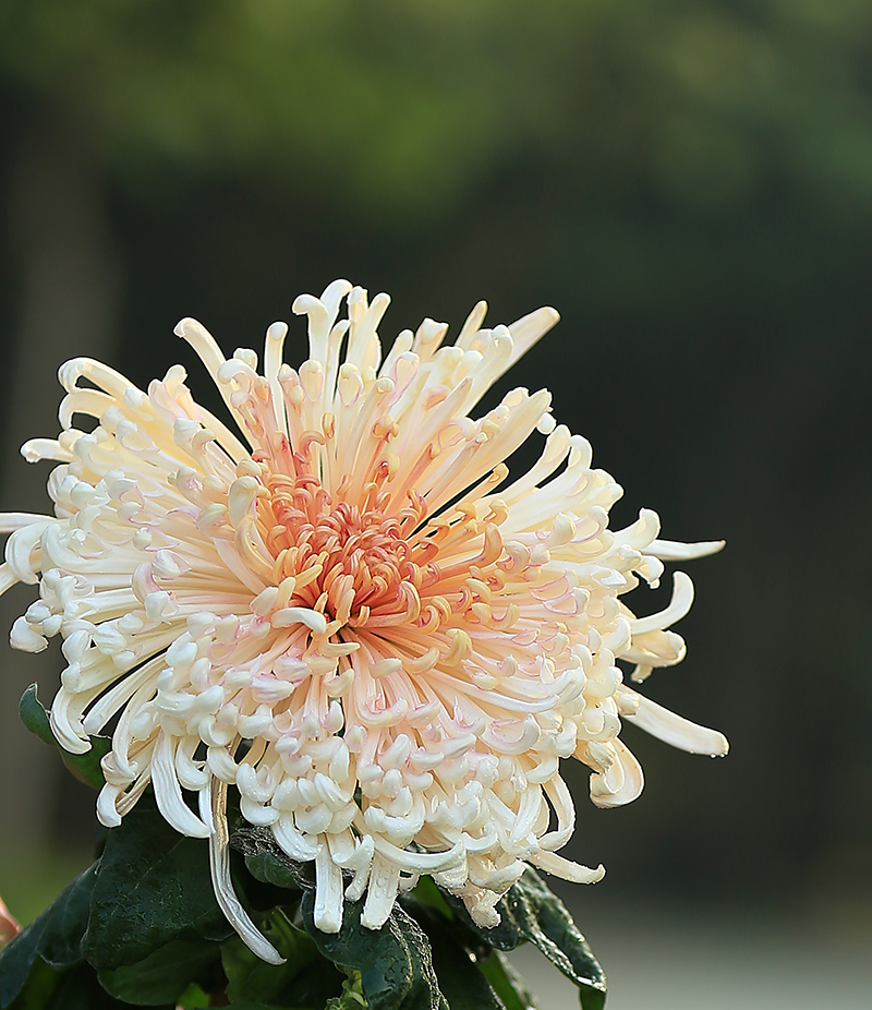 菊花2.jpg
