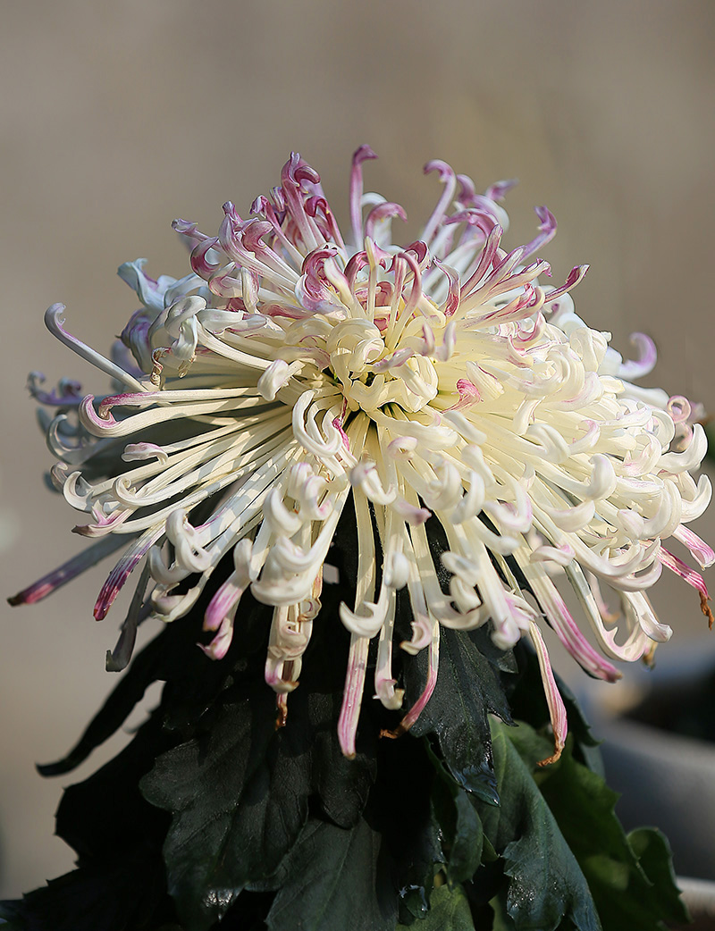 菊花1.jpg