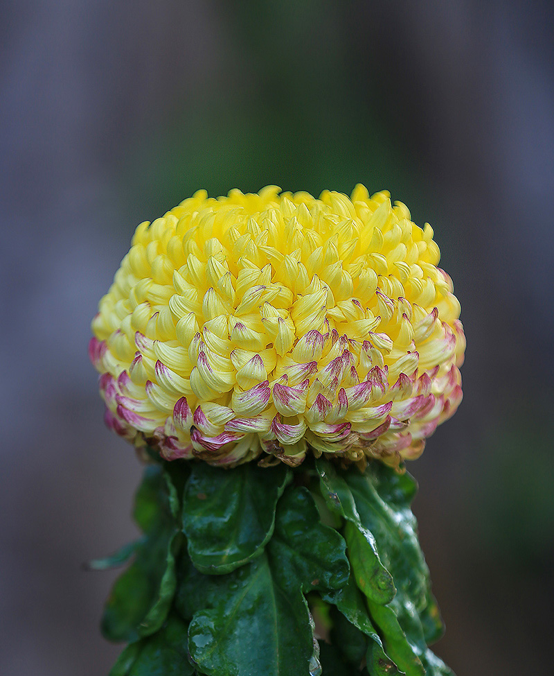 菊花5.jpg