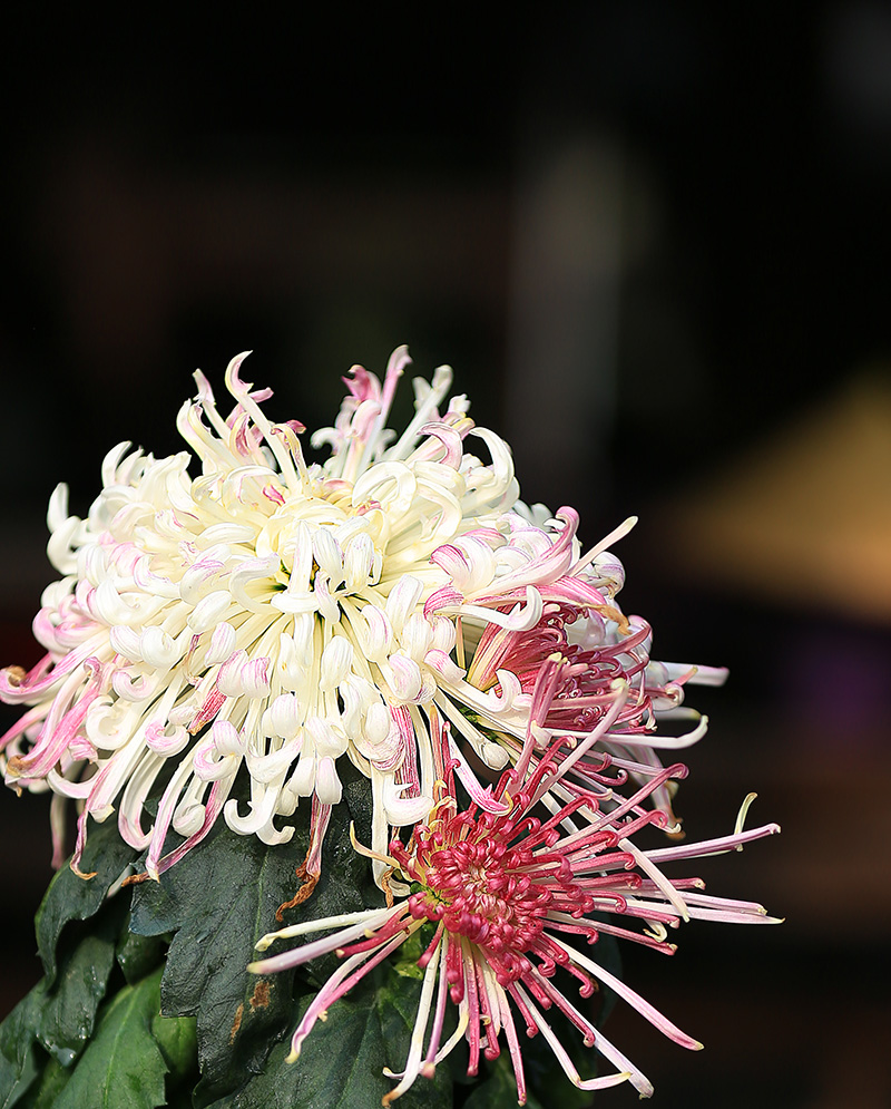 菊花4.jpg