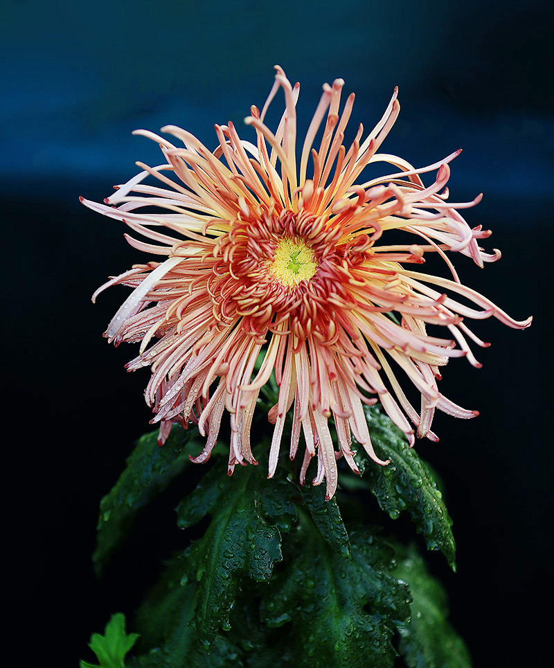 菊花6.jpg