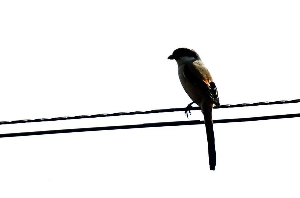 IMG_1355副本.jpg