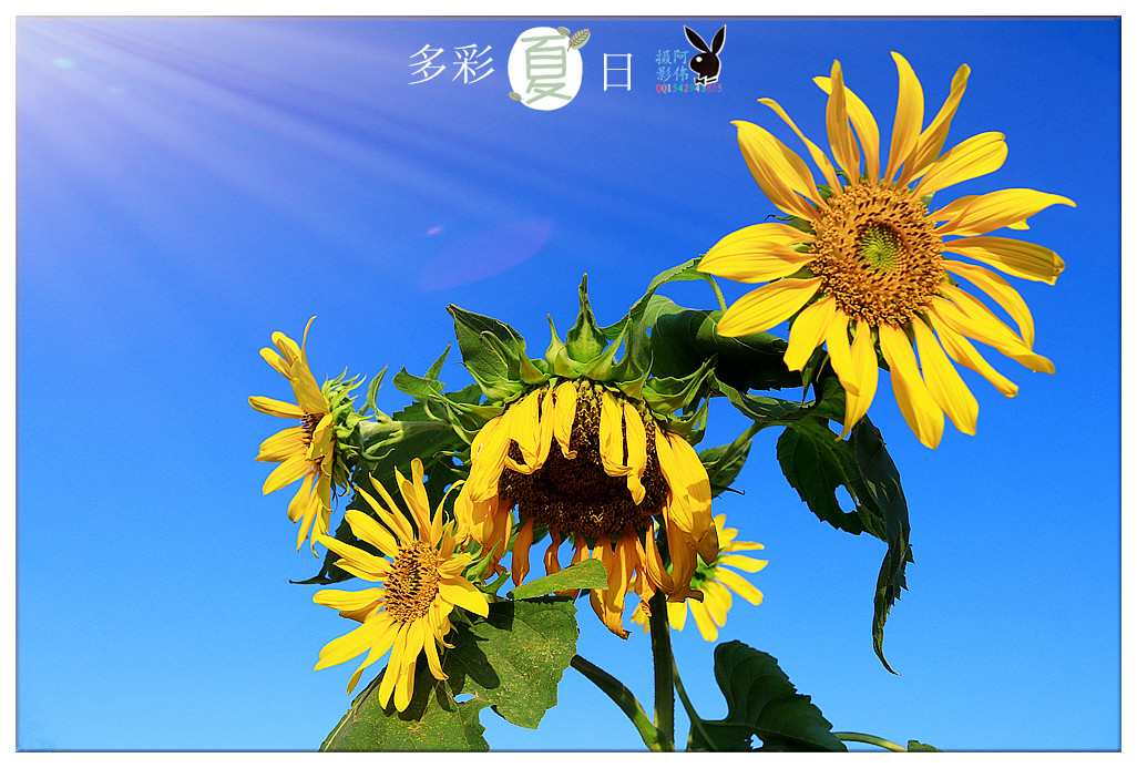IMG_8515_副本.jpg
