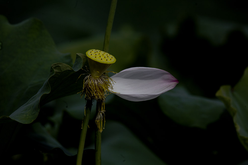 IMG_3932副本.jpg