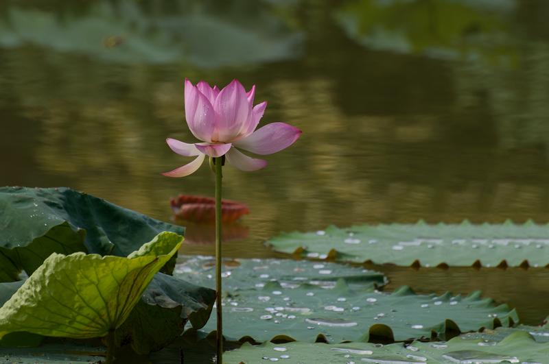 DSC_8926_副本.jpg