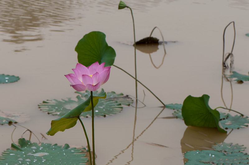 DSC_2609_副本1.jpg