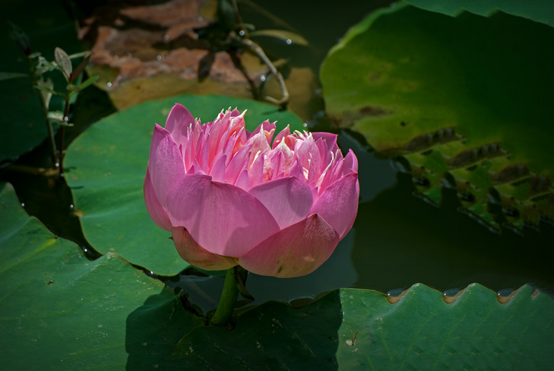 DSC_2481_副本.jpg