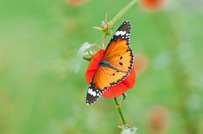 DSC_1105_副本.jpg