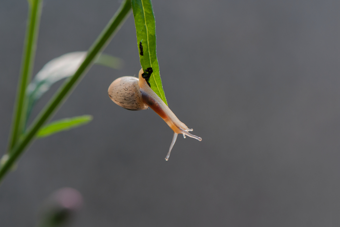DSC_1437_副本.jpg