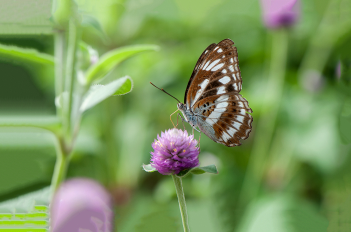 DSC_3745_副本.jpg