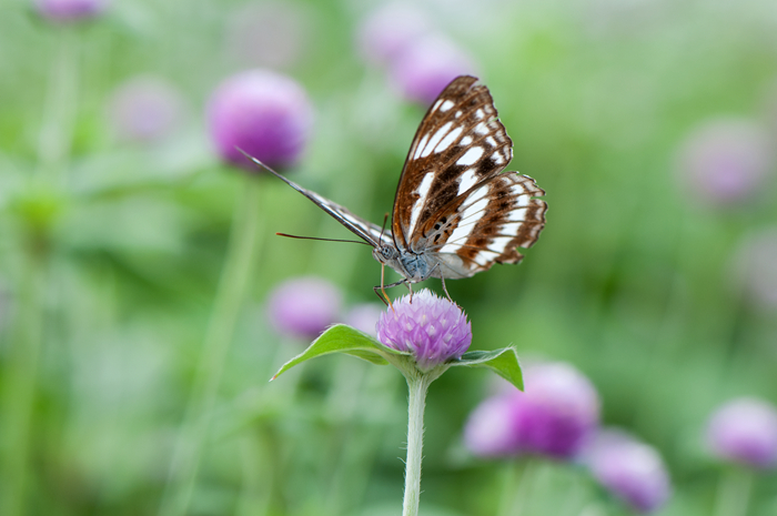 DSC_3704_副本.jpg