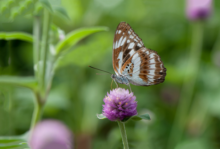DSC_3750_副本.jpg