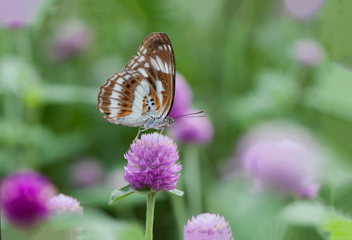 DSC_3795_副本.jpg