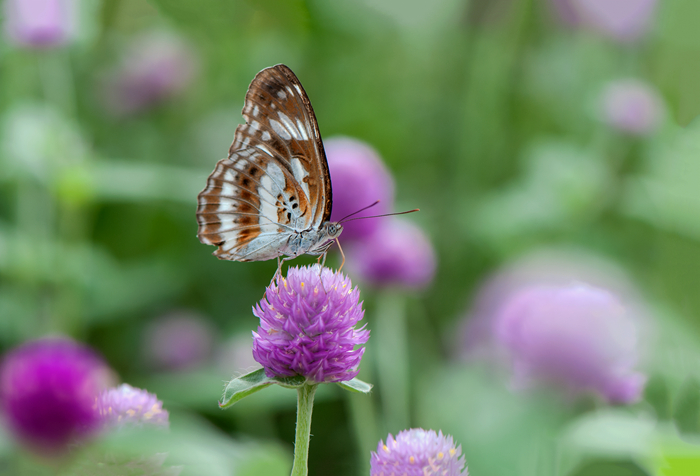 DSC_3793_副本.jpg