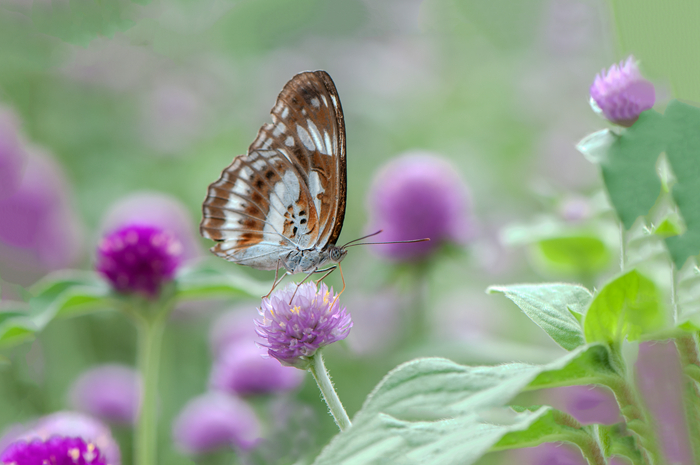 DSC_3799_副本.jpg