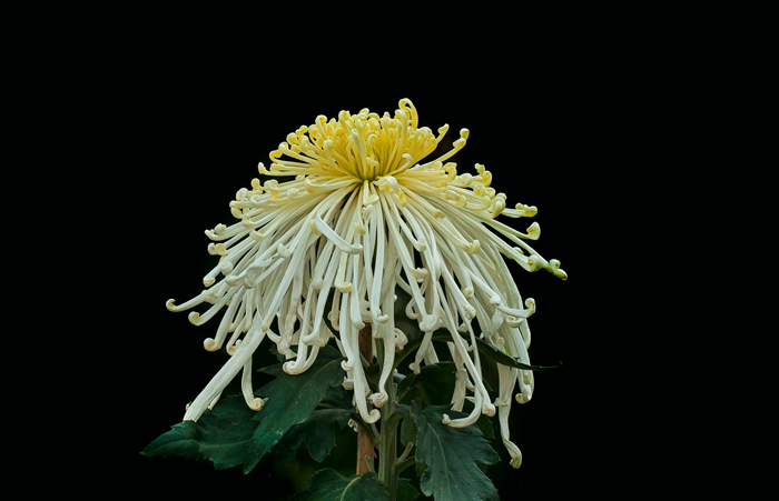DSC_6195_副本_副本.jpg
